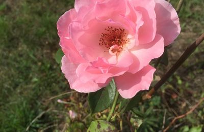 Une rose d'automne...