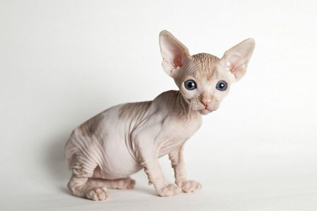 A quoi ressemble un chat sans ses poils. C'est la réponse que vous allez trouver en regardant les photos suivantes. A noter que les chats n'ont pas le même charme sans leurs poils.