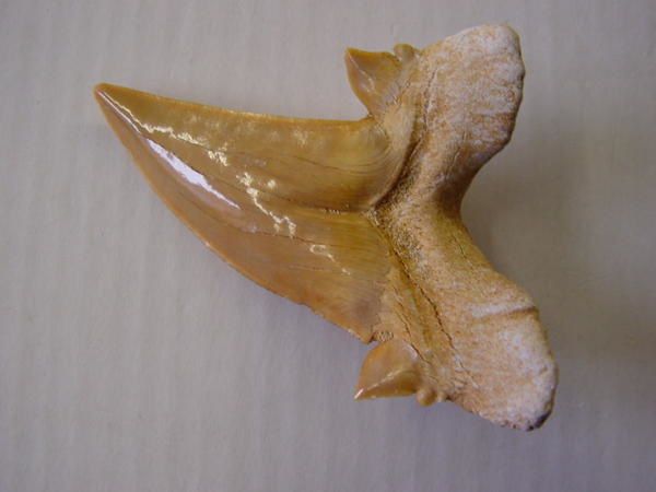 <p>Une de mes passions parmi les fossiles, les dents de requins. Trouvées en abondance en Belgique, mais des échanges et achats m'ont permis de me constituer une importante collection du Monde entier.</p>
<p>Les quelques pièces ici présentées sont datées du Permien (250 millions d'années) au Pliocène. (3 millions d'années)</p>
<p>Bonne visite !</p>
<p>Phil "Fossil"</p>
<p> </p>