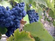 #Blush Wine Producers Indiana Vineyards