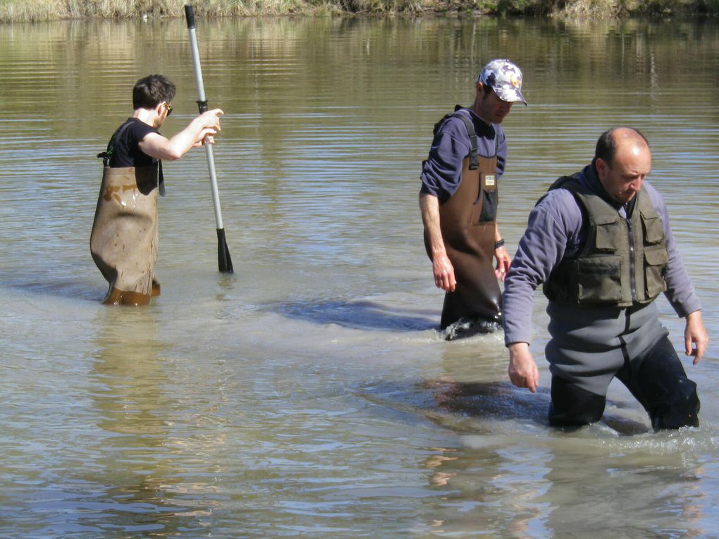 La mise en place dans l'eau des frayères avec les bénévoles au bord pour la logistique. 