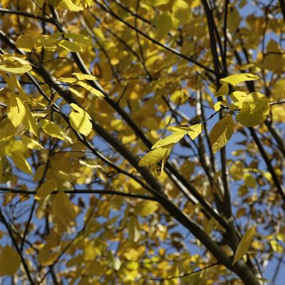 Le Jardin de Liliane