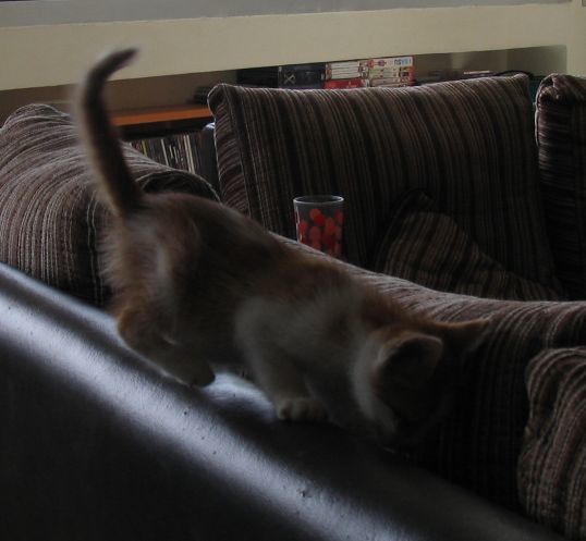 Le petit chaton recueilli dans les poubelles et vite habitué à une vie de luxe et de croquettes à volonté...