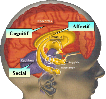 AUTISME ET DÉFICIENCES INTELLECTUELLES: LA COMMUNICATION ENTRE LES NEURONES MISE EN CAUSE !!!