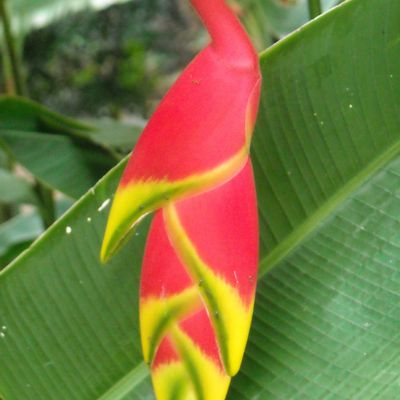 jardin botanique des colimacons