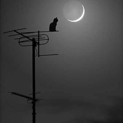 Chat - Antenne - Lune - Picture - Free