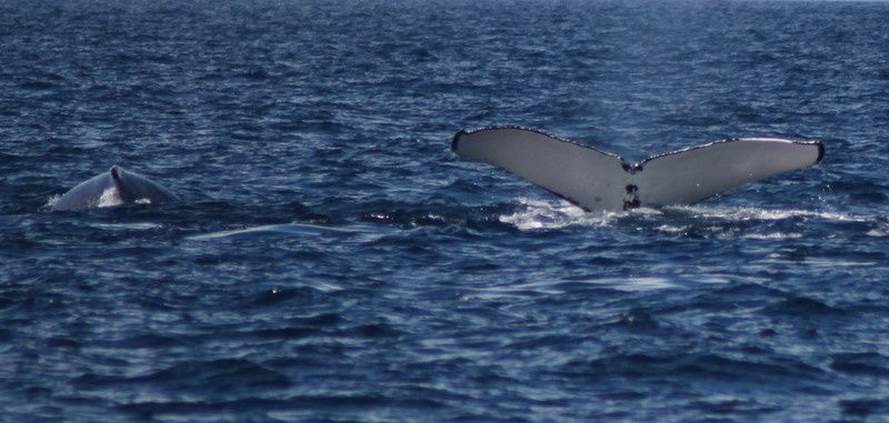 les baleines à bosse, 26 juillet 2015, baie de la somme, Prony, à bord du Bayou, catamaran de 20m. skipper, Pascal, gendarme en retrait