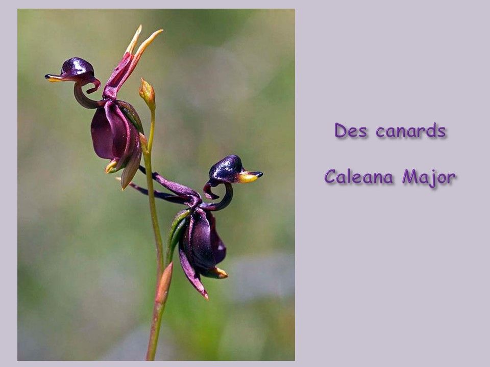 Divers - Fleurs exceptionnelles