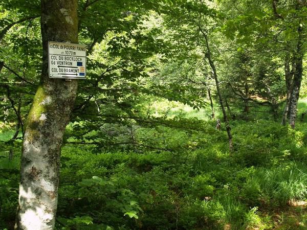 Altenberg, bussang cascades,Gommkopf, Moutier des Fées, lac de la Lande,Taennchel,Rothenbachkopf,Bollenberg, Sapois, Steinwasen, tourbière Machais, Trehkopf, Wildenstein, chaume du Grieb...