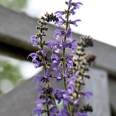 Parfois, j'm'amuse..