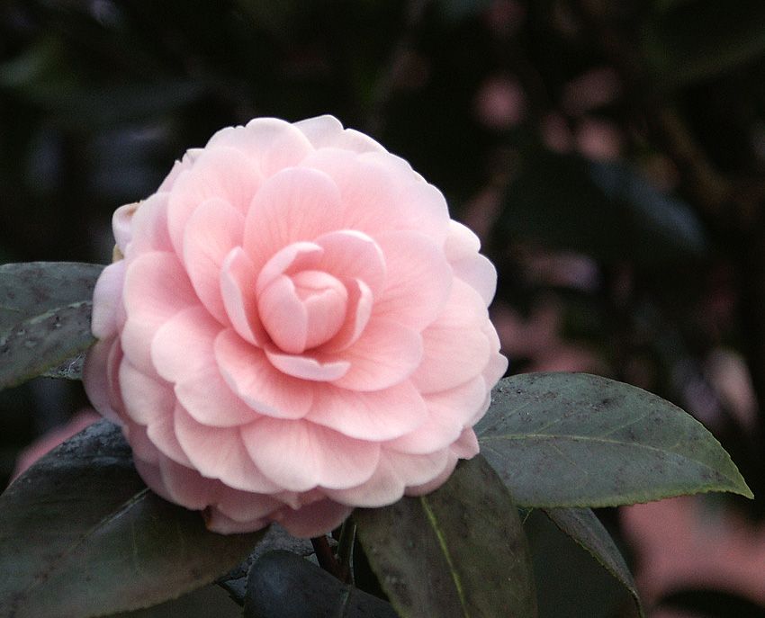 Famille : Théacée. Plante de terre bruyère. Arbuste fleuri de décembre à mars. Fleurs simples ou doubles dont la couleur est assez variée : rose, rouge, blanche, ou bicolore... Camélia ne supporte ni du soleil direct ni de la chaleur ...