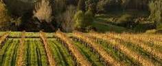 Ports Wines Producers Auckland Region New Zealand Vineyards 