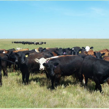 Transformer le défi d'un cycle en matière de viande bovine en opportunité (aux USA)