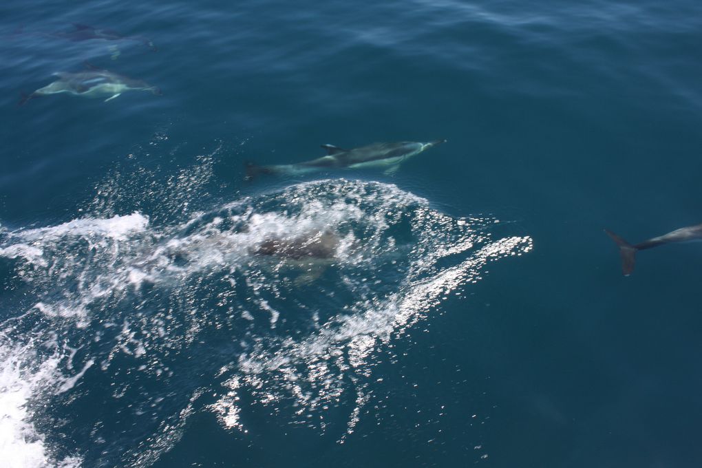 Album - des-dauphins-aux-sables