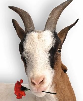 Je suis une peste, j'aime le pesto!