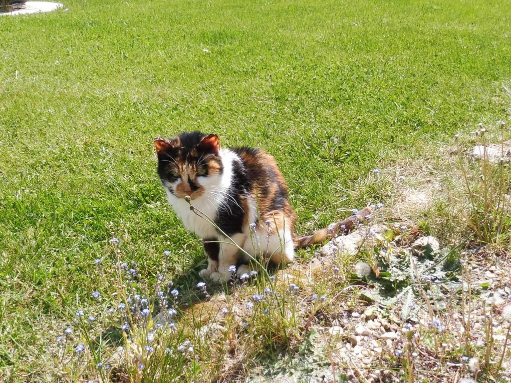 Dans le jardin début octobre 2023.... Hospitalisée en juin 2021.... Au mileu d'un pêle-mêle de chats sur une couverture polaire