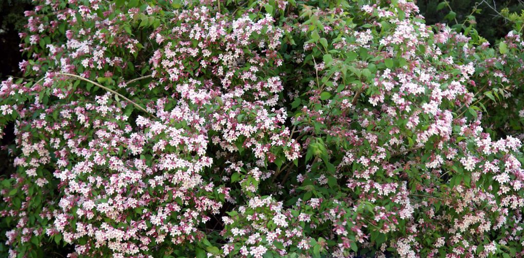 Fleurs et fruits saisis dans le jardin de mon amie Jacquie... Un très beau jardin, comme vous pouvez le constater !!