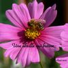 Une abeille qui butine sur une Fleur...