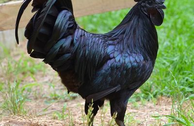 Ayam (poulet) Cemani 