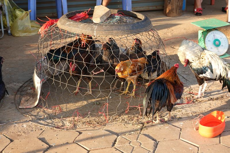 CAMBODGE : Banlung