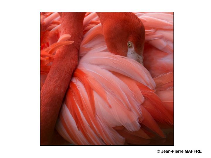 Que de plumes ! Moulin rouge, Folies Bergères, Lido ? Raté : Flamants roses tout simplement.