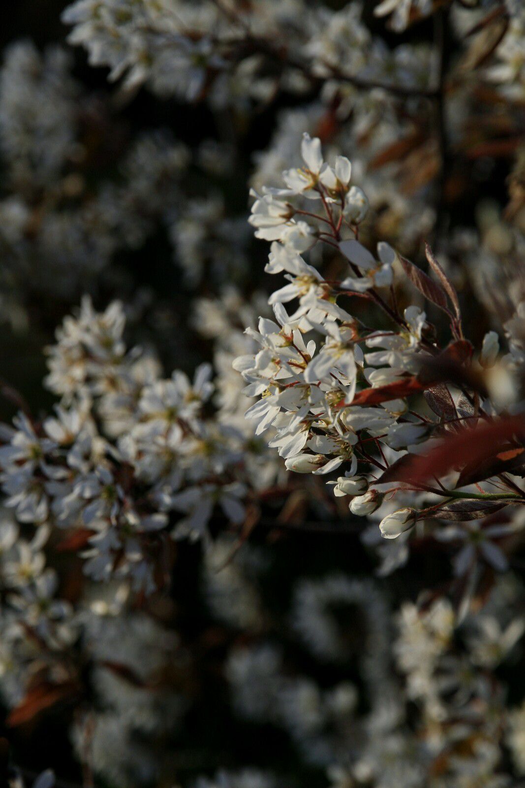 amelanchiercanadensis, amelanchier, amelanchier du canada, amélanche