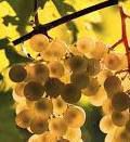 #Viognier Producers Ontario Vineyards Canada