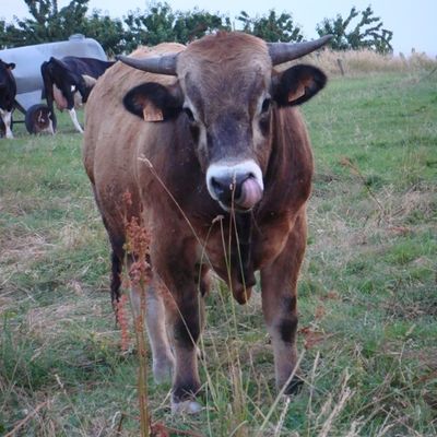 Taureau