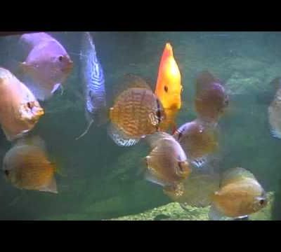 Les petits discus venant de chez mon amie karine.