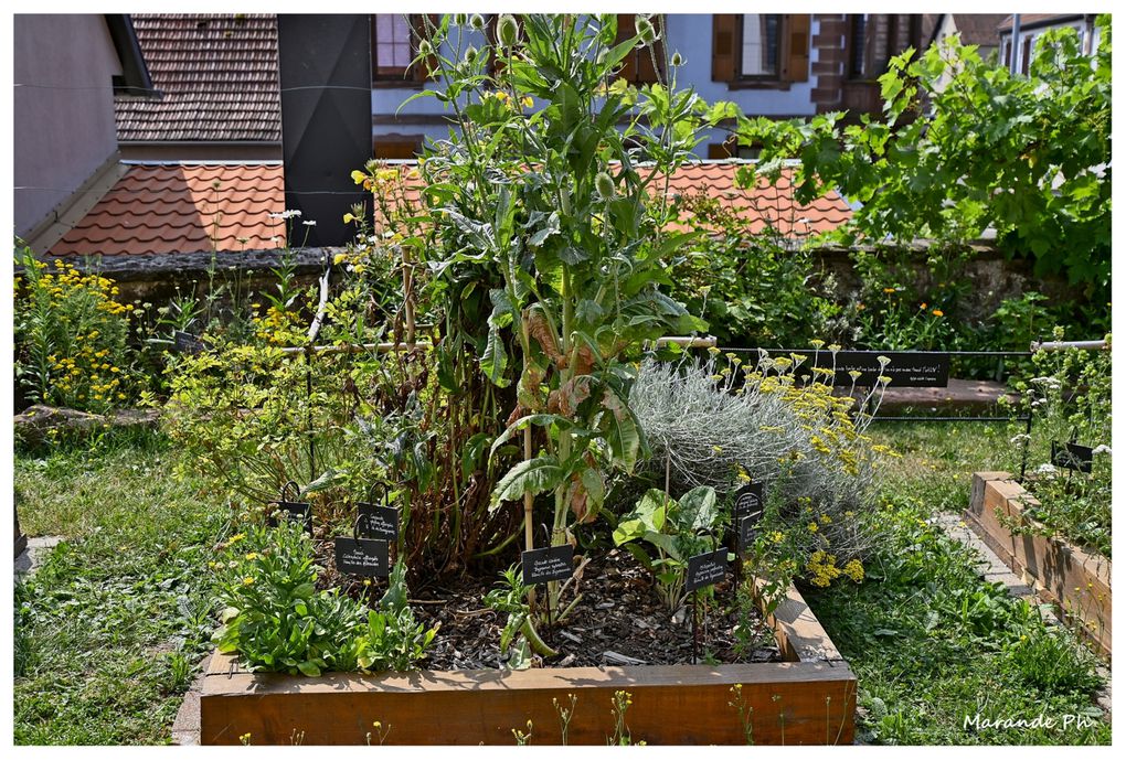 Le jardin de plantes médicinales à Hattmatt (67) au pied de l'église !