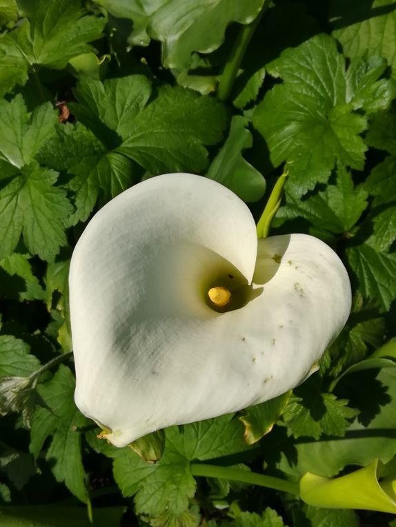 Apremont sur Allier 2.  Le Parc Floral