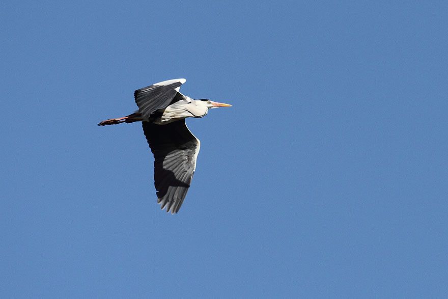 Album - Faune-Oiseau-7