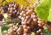 #Pinot Gris Producers Florida Vineyards