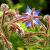 Dans le jardin médiéval de Salagon ....