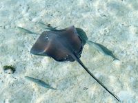 "mini" requins "pointe noire", raies léopard et pastenague, poisson lune