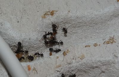 Création du pain de fourmis