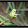 La grenouille arboricole ou la rainette verte