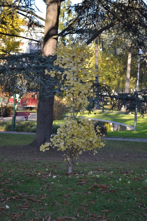 Les arbres du jardin Jayan