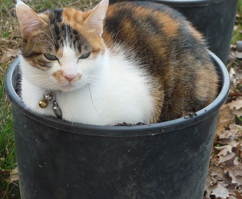 Photo : chat dans un pot