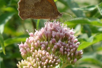 Balade à la découverte des papillons au Parc régional du Scheutbos le 17/07 à 10H