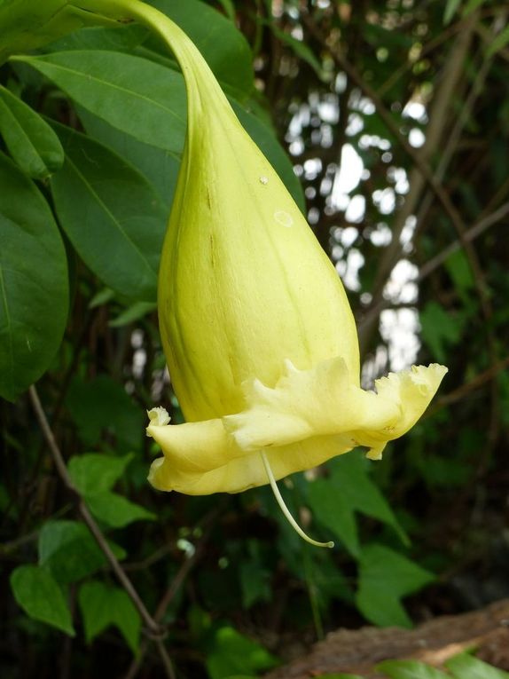 Fleur du jour (27) - Le &quot;bol d'or&quot;