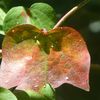 Nuances de feuilles