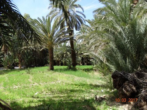 Oasis de Tachjicht