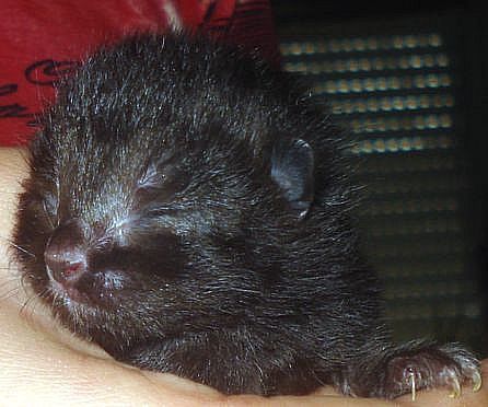 Voici des photos des animaux qui nous entourent, ils font partie de notre vie, pour le meilleur et pour le pire, et resteront dans notre coeur pour toujours... Et voici aussi la famille !