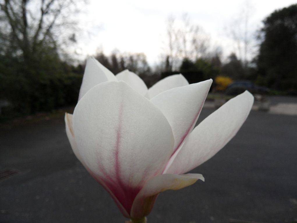 Album - Fleurs-et-etang-Mars-2011