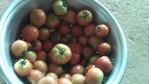 La production maraîchère de tomates près du marigot se présente bien