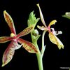 Quelques floraisons (Phalaenopsis botaniques)