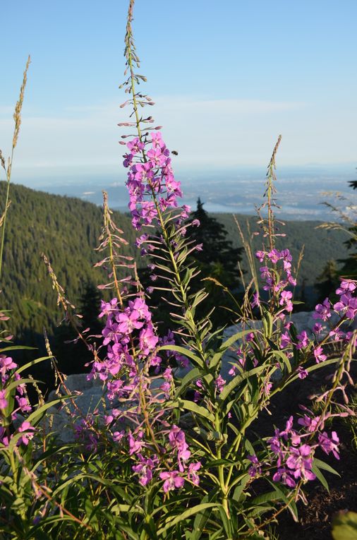 Grouse Mountain, North Vancouver