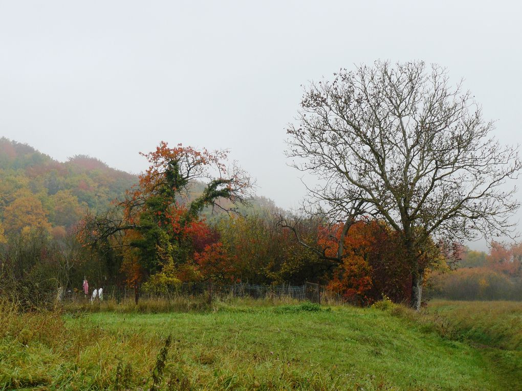 Automne sur les Altroses