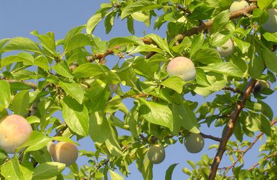 Fruits : les nouvelles du mois d'août